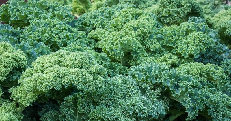 Hanfsamen gesund: 7 überraschende Wirkungen auf deinen Körper